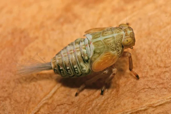 Questo Piccolo Spiritoso Collega Larva Una Cicala Guarda Vicino Può — Foto Stock