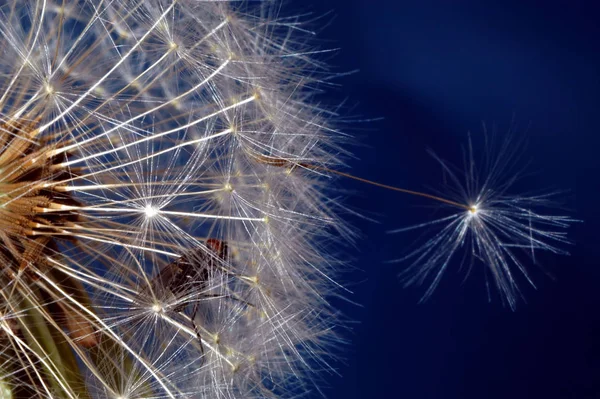 Closeup View Natural Dandelion Fleur — Photo