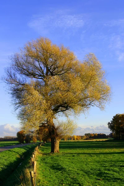 Que Foi Última Queda Cirilo Tem Árvore Seguida Conseguiu Pena — Fotografia de Stock