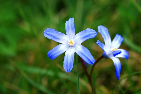 Piękne Botaniczne Ujęcie Naturalna Tapeta — Zdjęcie stockowe