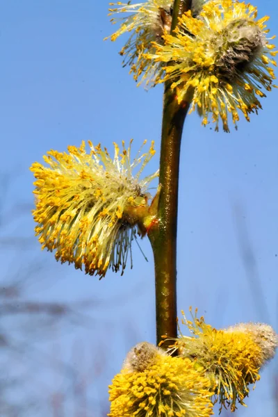 Vackra Blommor Blommigt Koncept Bakgrund — Stockfoto