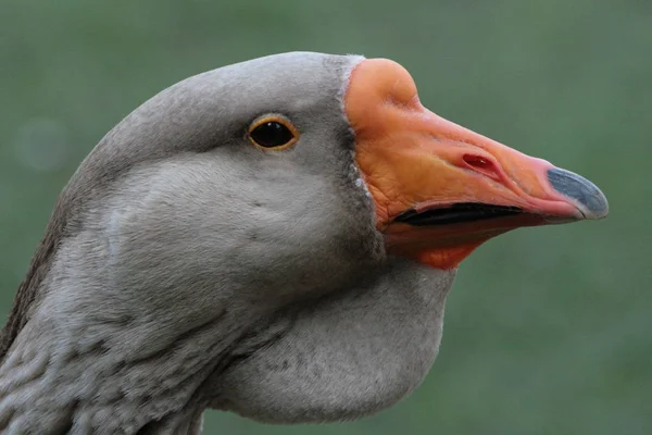 Scenic View Goose Bird Nature — Stock Photo, Image