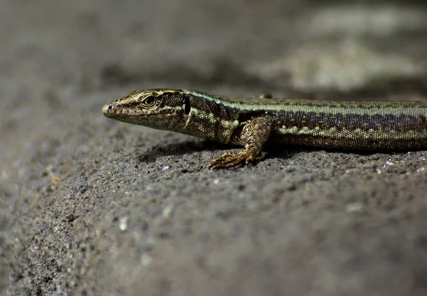 Lézard Reptile Gecko Animal Tropical — Photo