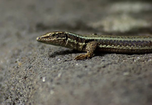 Lagarto Réptil Gecko Animal Tropical — Fotografia de Stock