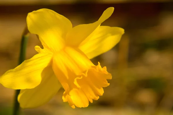 Daffodil Narcissus Flowers Petals — Stock Photo, Image