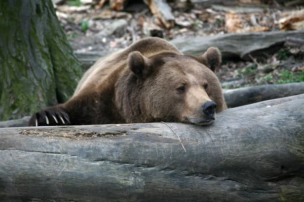 Closeup Animal Zoo — Stock Photo, Image