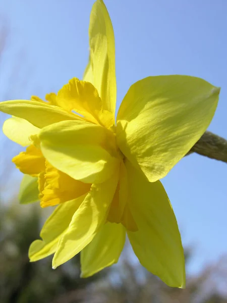 Vackra Blommor Blommigt Koncept Bakgrund — Stockfoto