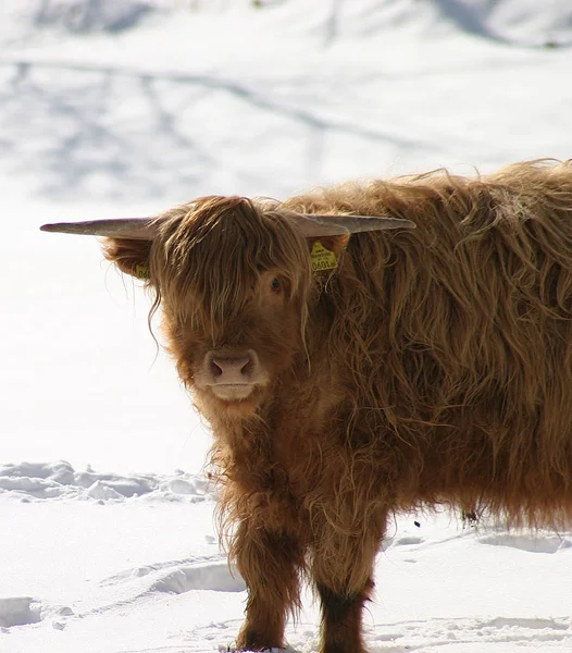 Scottish Highland Bydło Zwierzęta Dzikie — Zdjęcie stockowe