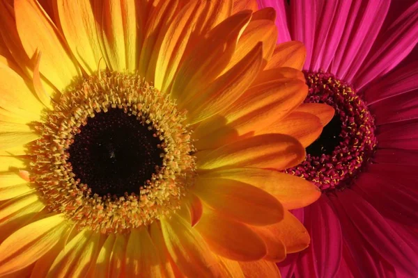 Perto Uma Flor Gerbera — Fotografia de Stock