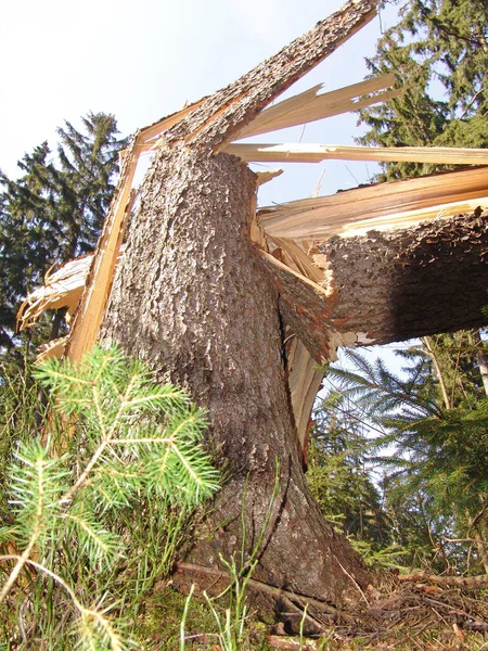 Gamla Trästockar Skogen — Stockfoto