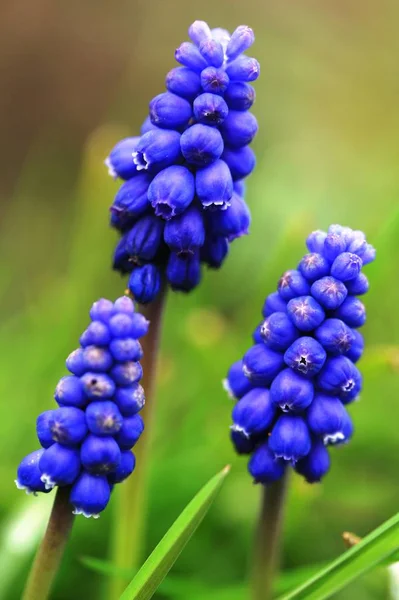 Belas Flores Florescendo Fundo Natureza — Fotografia de Stock