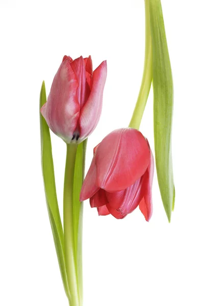 美丽的郁金香花 春天的植物 — 图库照片