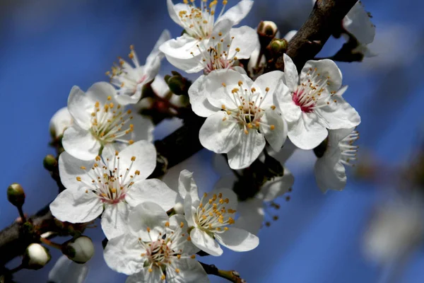 春の花木の枝に春の花を咲かせ — ストック写真