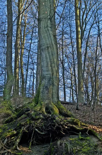 Fák Nőnek Parkban Tavasz — Stock Fotó