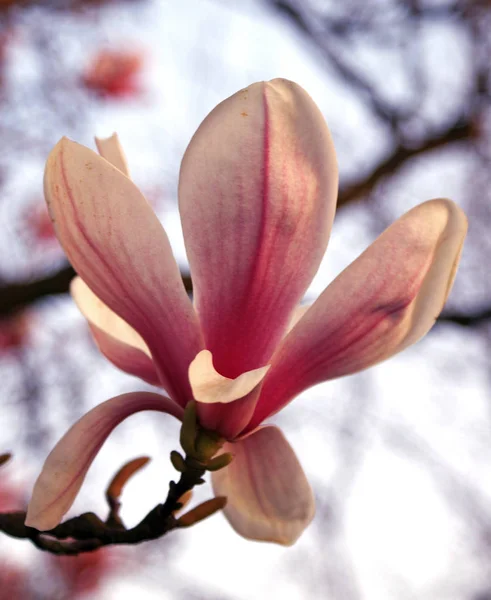 Les Fleurs Magnolia Fleurissent Printemps — Photo