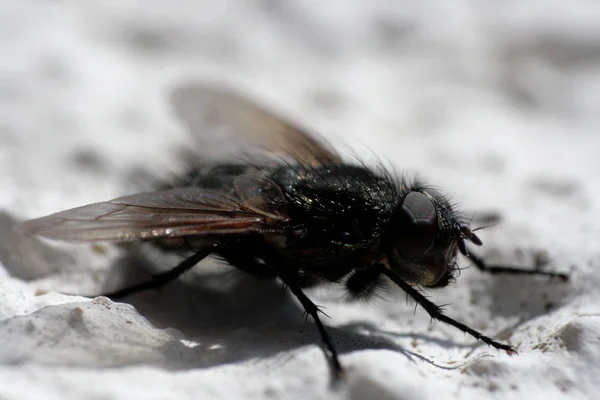 Closeup Bug Wild Nature — Stock Photo, Image