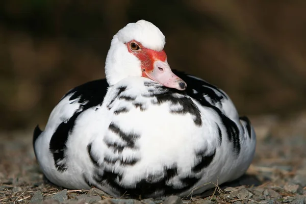 Mit Kaups Wildpark Freisen — Stockfoto