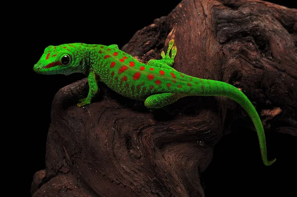 エキゾチックな野生のトカゲ爬虫類の動物 — ストック写真