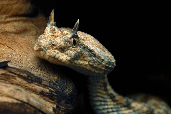 Gevaarlijke Slang Adder Dier — Stockfoto