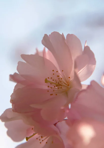 Beautiful Flowers Floral Concept Background — Stock Photo, Image