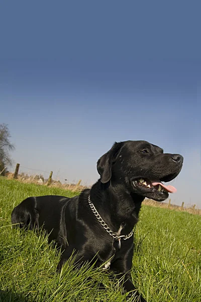 草の上に黒いラブラドールの検索犬 — ストック写真