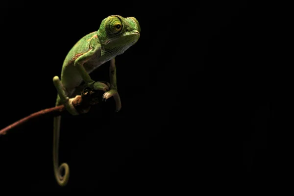 Réptil Lagarto Exótico Camaleão — Fotografia de Stock