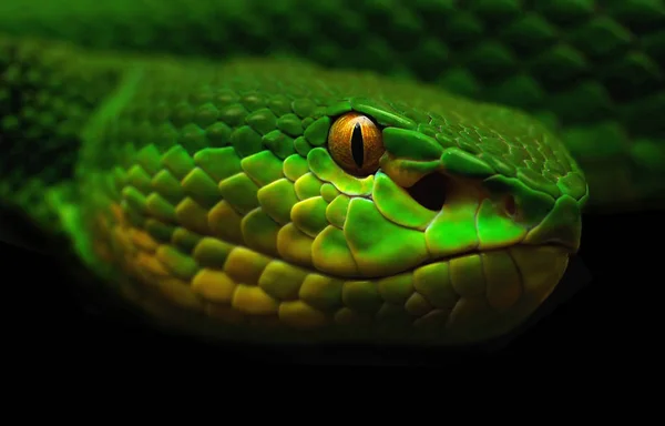 Gefährliche Schlange Viper Tier — Stockfoto