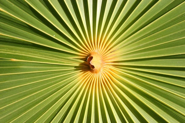 Detalhe Uma Palma Torcedor — Fotografia de Stock