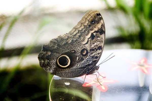 Närbild Insekter Vild Natur — Stockfoto