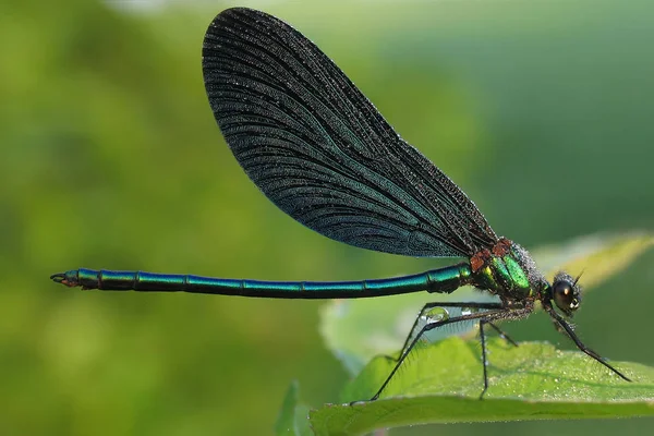 Yusufçuk Böceği Doğa Böcek Bilimi — Stok fotoğraf