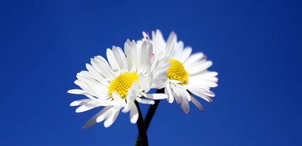 Flores Florecientes Hermosas Fondo Naturaleza —  Fotos de Stock