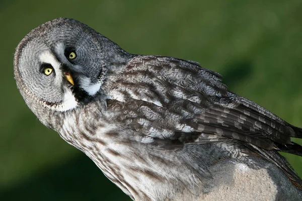 Mit Ckaups Freisen — Stockfoto