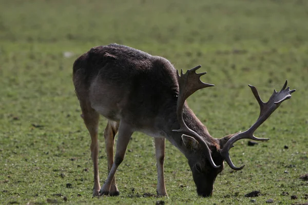 Con Ckaups Wildpark Freisen — Foto de Stock