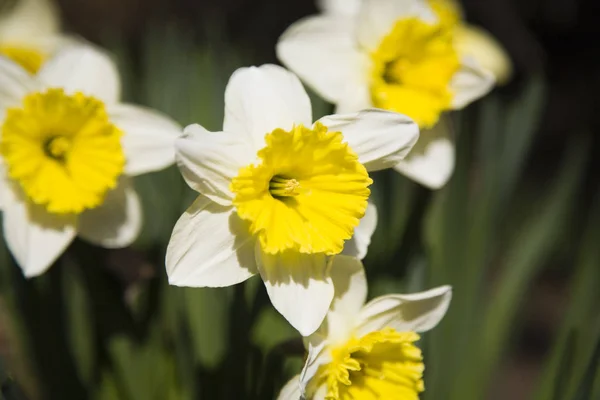 Kilátás Gyönyörű Tavaszi Virágok — Stock Fotó