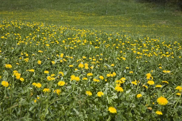 Primo Piano Bel Prato Fiori — Foto Stock