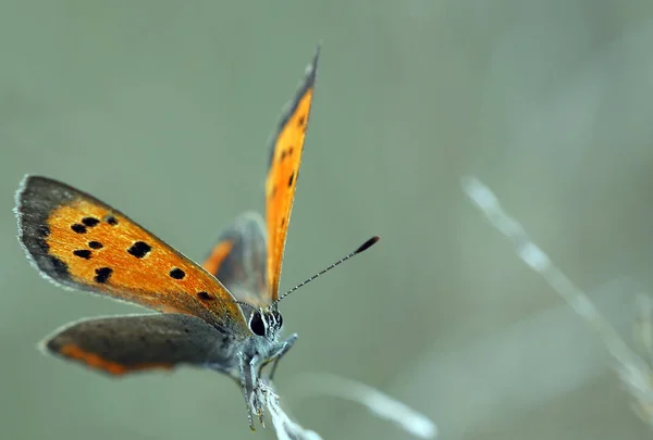 Closeup View Exotic Beautiful Falter — Stock Photo, Image