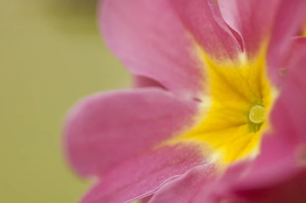 Prímulas Flores Flora Pétalos —  Fotos de Stock