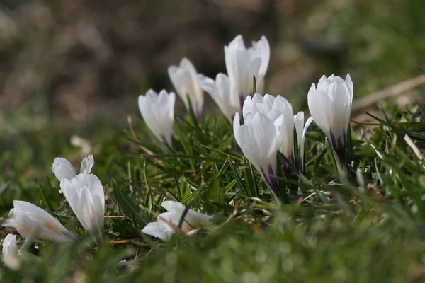 Spring Crocus Flowers Bloom — стоковое фото