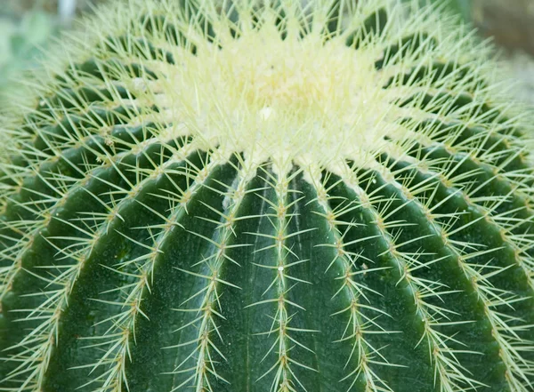 Cacto Planta Tropical Exótica — Fotografia de Stock