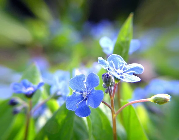 Vackra Blommor Blommigt Koncept Natur Bakgrund — Stockfoto