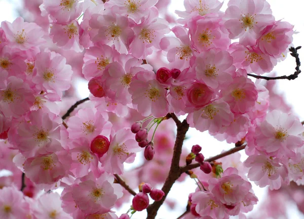 Japanse Kers Lente Bloesem Bloemen — Stockfoto