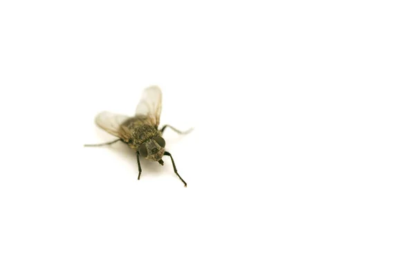 Vue Rapprochée Insecte Nature — Photo