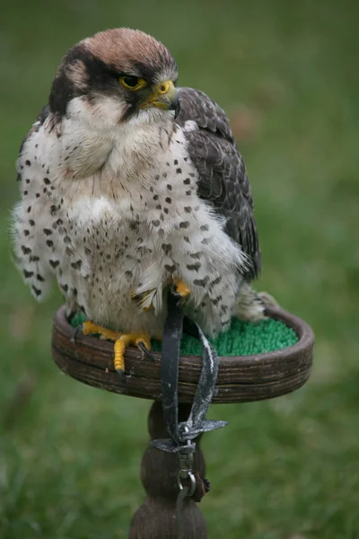 Scenic View Beautiful Falcon Nature — Stock Photo, Image