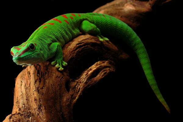 Madagascar Day Gecko Nnikon D50 Σίγμα — Φωτογραφία Αρχείου