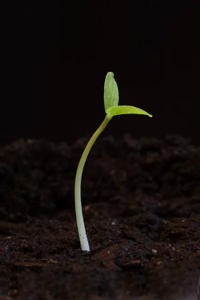 Planta Joven Que Crece Suelo — Foto de Stock