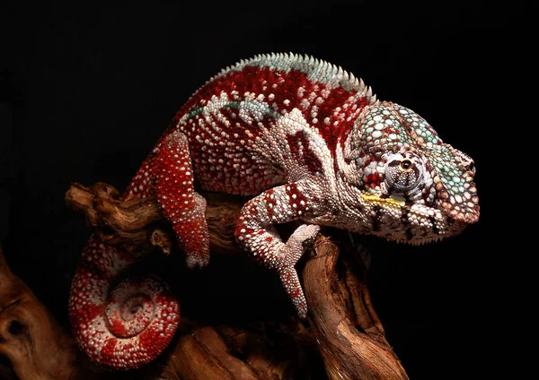 Reptil Lagarto Exótico Camaleón — Foto de Stock