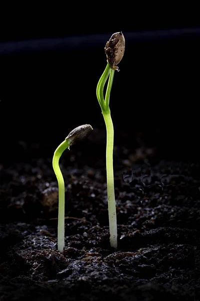 Green Sprout Growing Soil — Stock Photo, Image