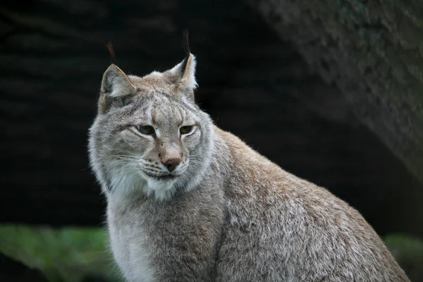 Lince Salvaje Animal Naturaleza Grande Gato —  Fotos de Stock