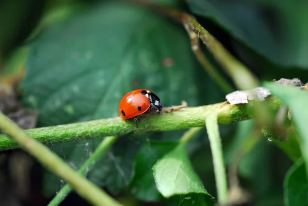 Gros Plan Bug Nature Sauvage — Photo