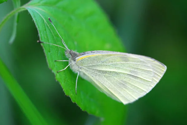 Papillon Blanc Dans Flore Environnement Les Insectes — Photo